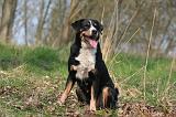 BOUVIER D'APPENZELL 028
